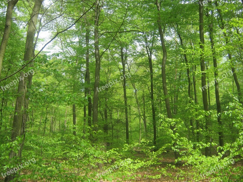 Forest Nature Trees Crowns Background