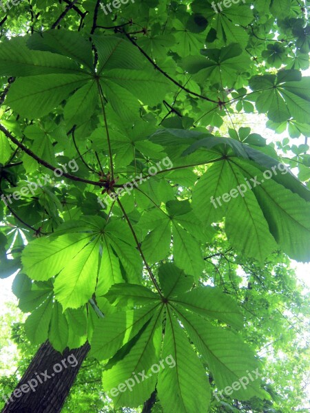 Forest Nature Trees Chestnut Leaves May