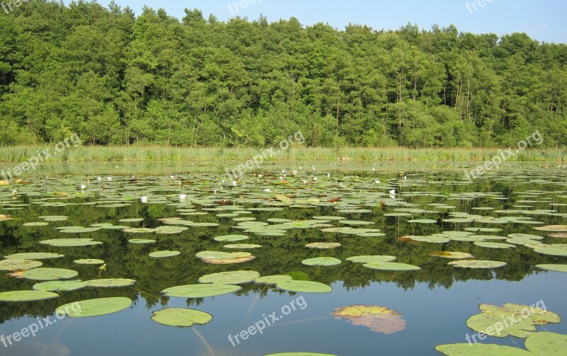 Müritz Lake Nature Nature Conservation Water