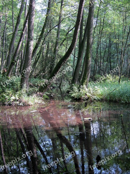 Müritz Lake Nature Nature Conservation Water