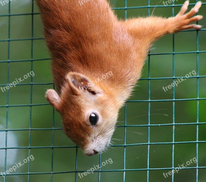 Squirrel Red Bushy Cute Zoo