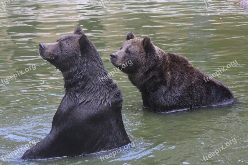 Bear Swim Fun Zoo Animals