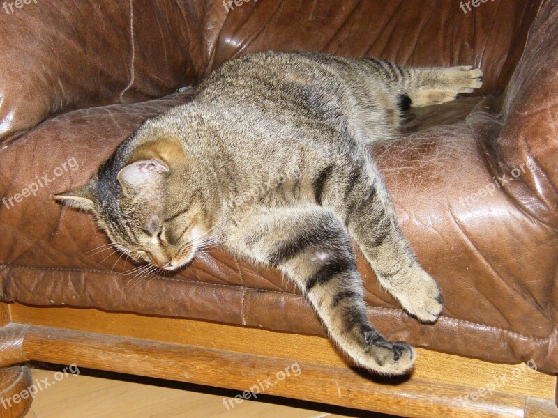 Cat Lazy Chair Animals Striped