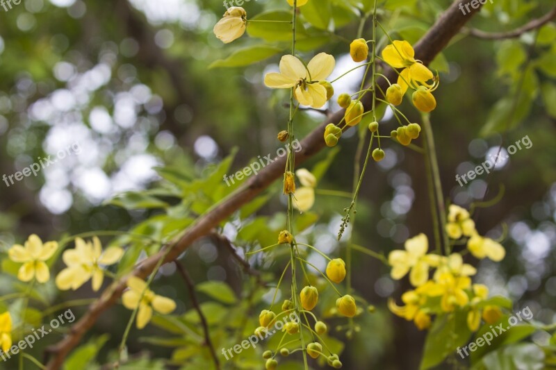 Flowers Flower Yellow Yellow Flower Blossom