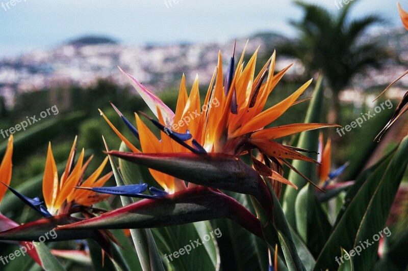 Madeira Botanical Garden Parrot Flower Portugal Atlantic