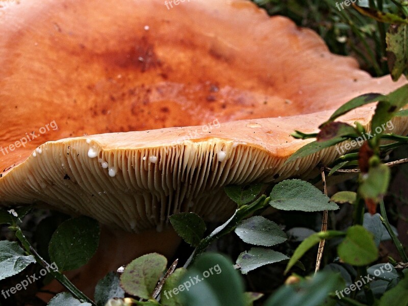 Fungus Forest Bilberry Syrovinka Edible