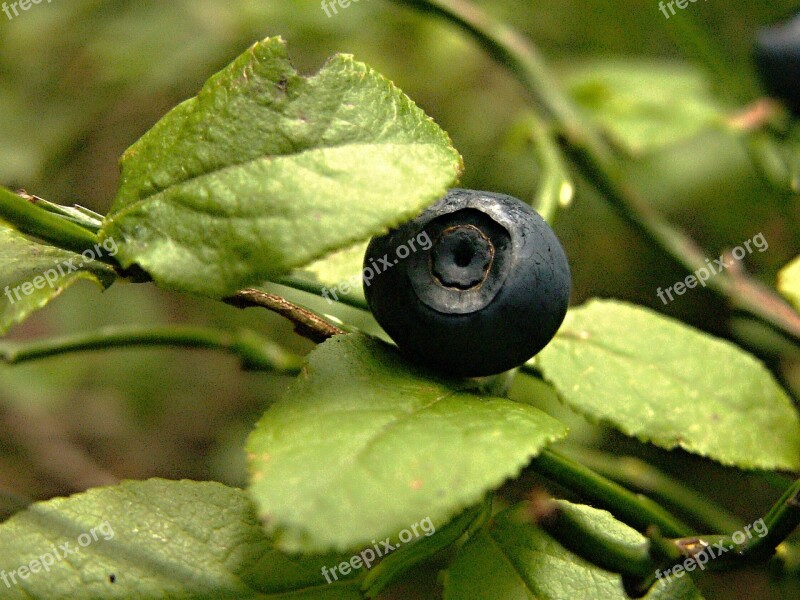 Forest Blueberries Bilberry Berries Blueberry