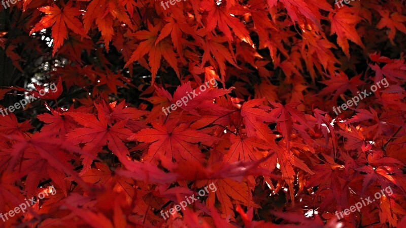 Japanese Maple Red Leaves Of Japanese Maples Tree Red