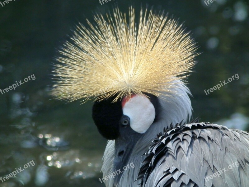 Crowned Crane East African Crowned Crane Bird National Bird