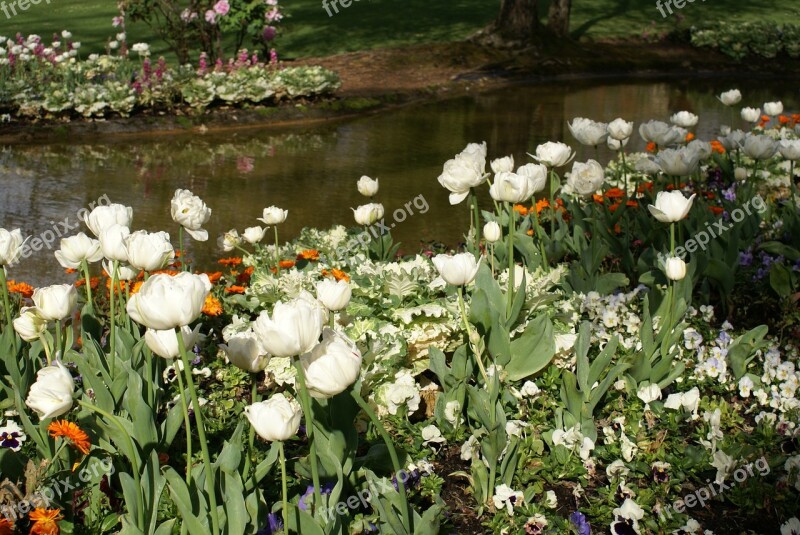 Garden Pond Flowers White Spring