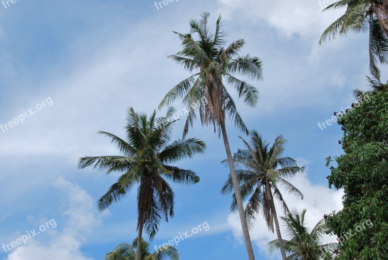 Palm Asia Palm Trees Free Photos