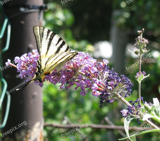 Butterfly Butterflies Swallow Tailed Moth Yellow Wings Flower