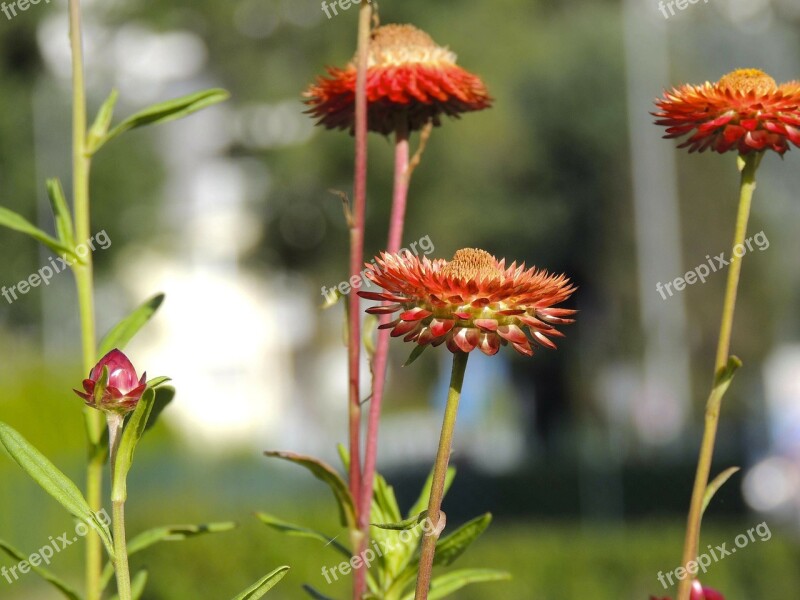 Flower Red Blossom Bloom Italicum