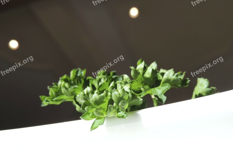 Basil Green Culinary Herbs Plant Spice