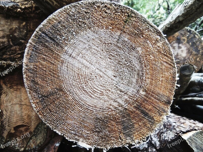 Wood Cross Section Tribe Log Lumber