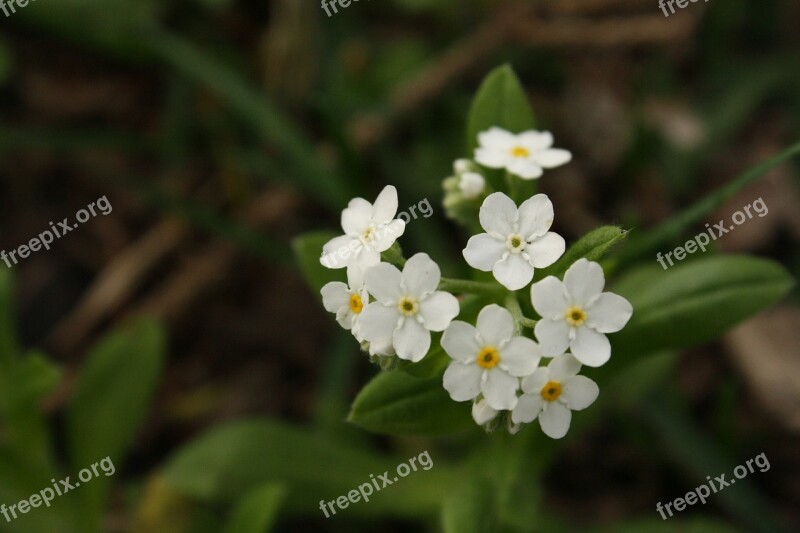 Flower White Small White Flower Flowers