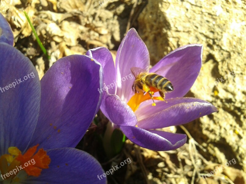 Bee Flower Pollination Free Photos