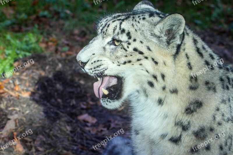 Leopard Animal Big Cat Wildcat Nature