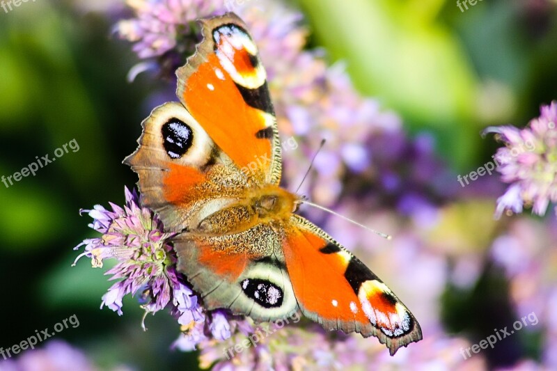 Butterfly Animals Nature Colorful Insect