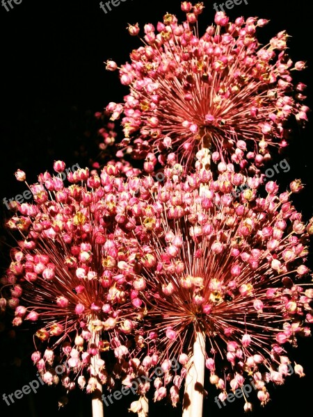 Fireworks Dried Flowers Colorful Free Photos