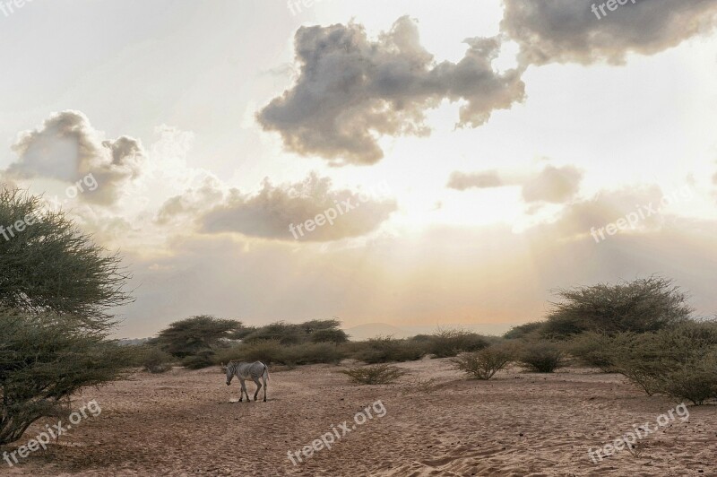 Djibouti Zebra Animal Wildlife Sky