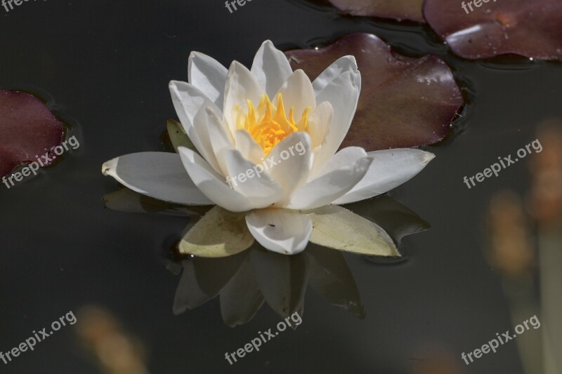 Water Lily Aquatic Plant Water Flower Free Photos