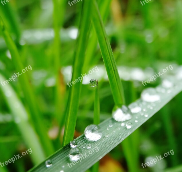 Grass Green Water Drip Plant