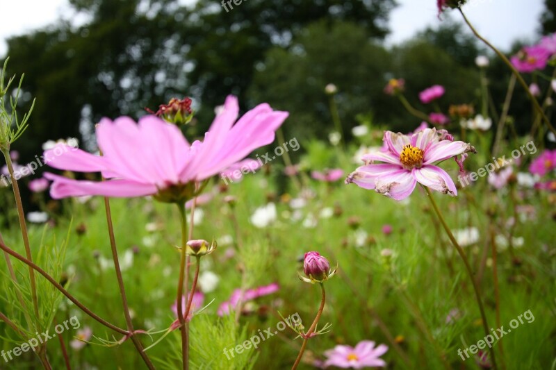 Flowers Meadow Summer Wild Flowers White