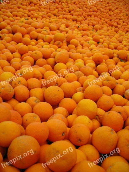 Orange Spain Sunny Oranges Citrus