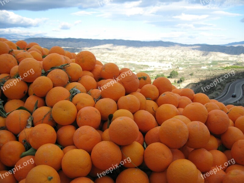 Orange Spain Sunny Oranges Citrus