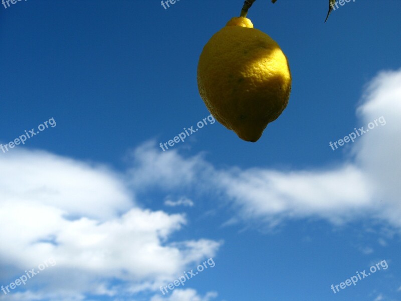 Lemon Citrus Spain Fruits Citrus Fruits