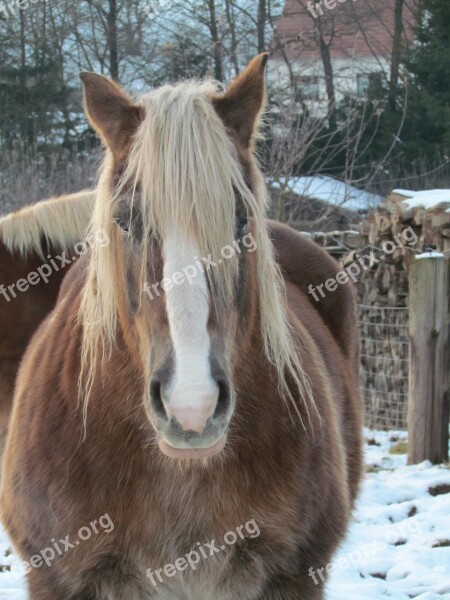 Kaltblut Horse Winter Farm Free Photos