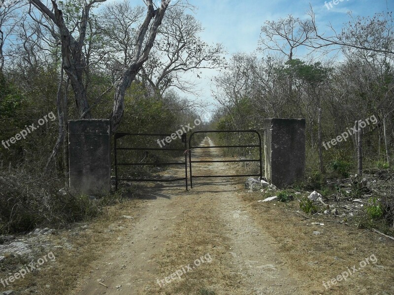 Yucatan Mexico Landscape Trees Road