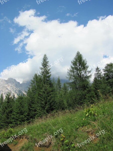 Pine Mountain Cadore Belluno Borca