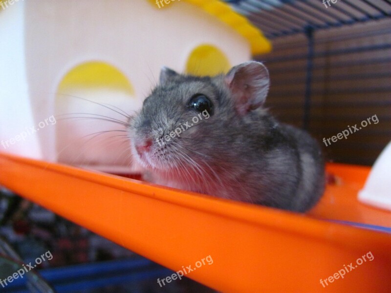 Hamster Animal Pet Cute Hamsters