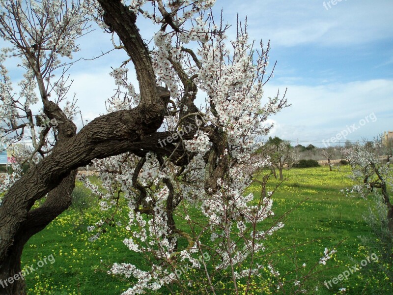 Almond Blossom Blossom Bloom Tree Pink