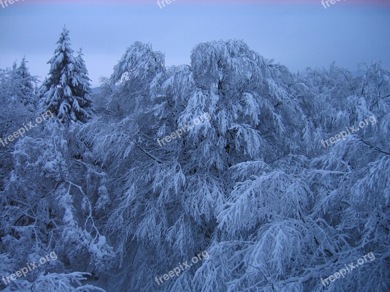 Germany Forest Trees Woods Winter