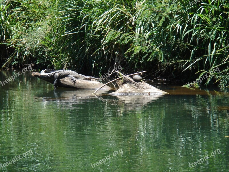 Crocodile Dangerous Reptile Free Photos