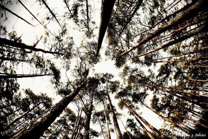 Trees Fisheye Nature Heaven Free Photos