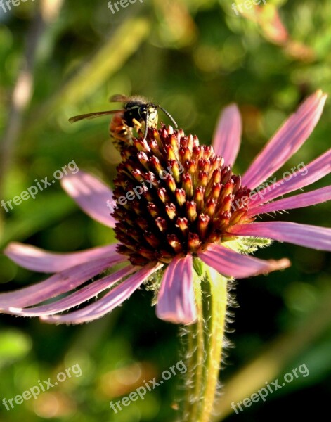 Flower Nature Bee Purple Purple Flowers