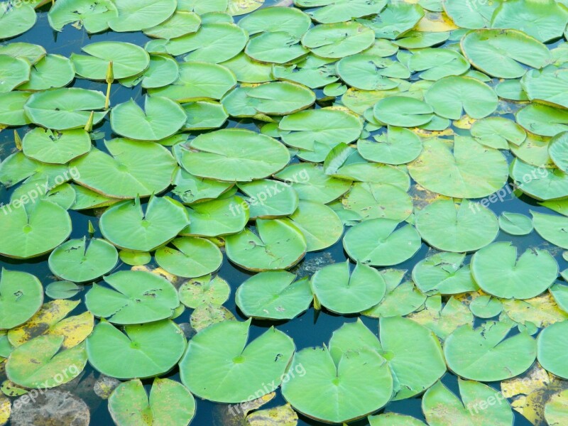 Aquatica Plant Plant Agua Pond Free Photos