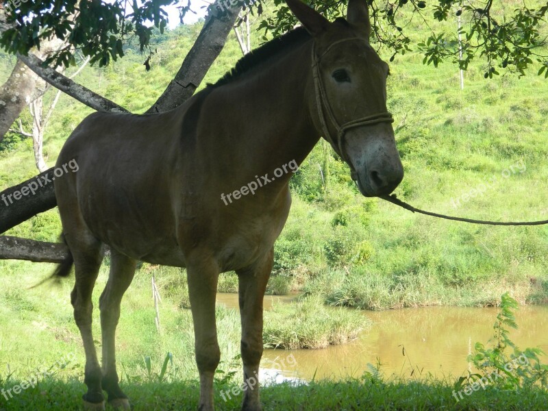 Ass Donkey Animal Free Photos