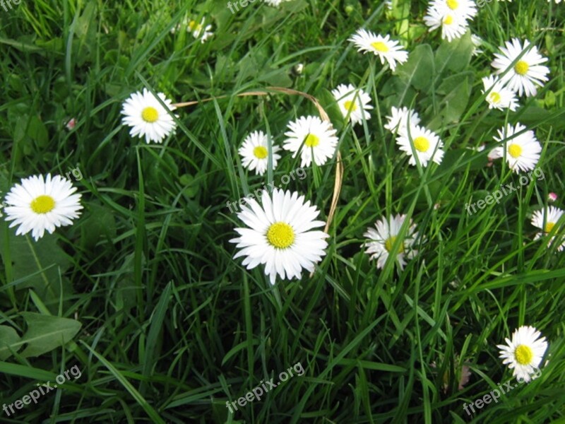 Meadow Flower Daisy Spring Plant