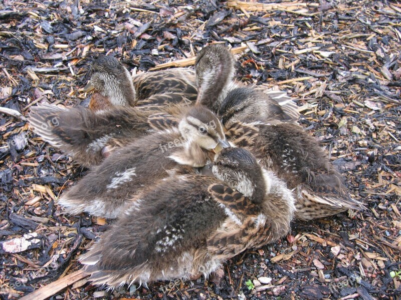 Chicks Small Ducks Fluff Hunger