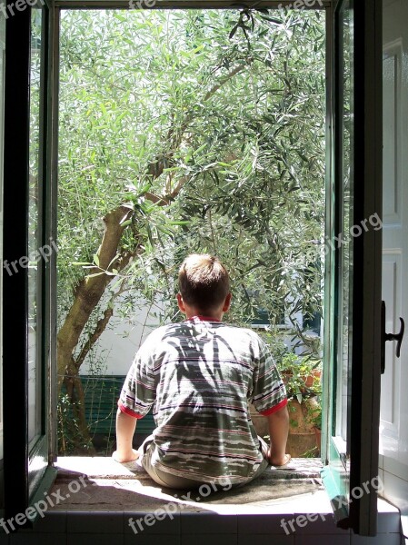 Window Guy From Behind Olivo Olive Tree Trees