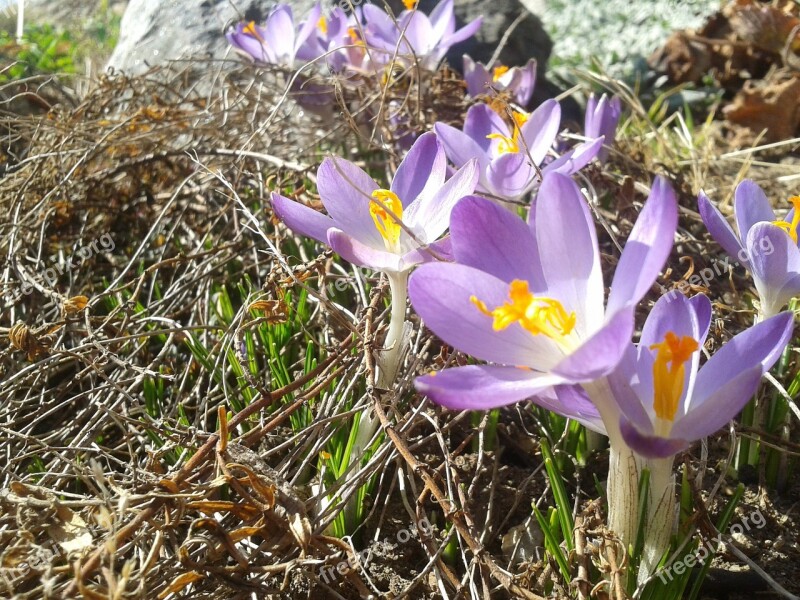 Crocuses Spring Sun Free Photos