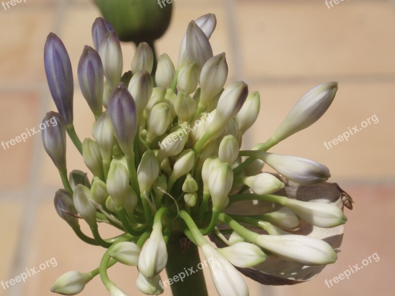 Agapathus Blossom Bloom Bud Plant