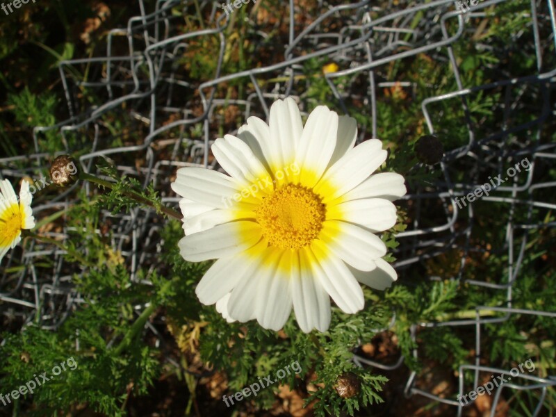 Marguerite Daisies Flowers Nature Blossom