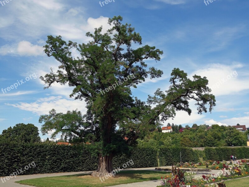 Germany Landscape Tree Sky Clouds