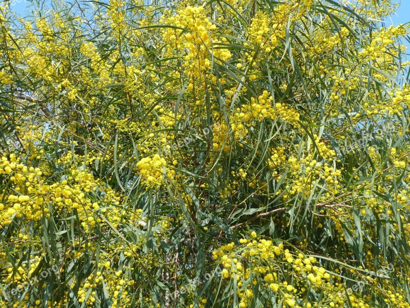 Yellow Spring Mimosa Blossom Bloom